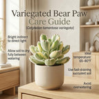 Variegated Bear Paw Succulent Plant Live, 2" Cotyledon Tomentosa Potted, Vigorous Houseplant, Easy to Care Drought Tolerant Decor