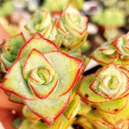 String of Buttons Succulent Live for Planting | Rooted Crassula Perforata in 2 Inch Pot | Rare House Plant for Home & Office Decor