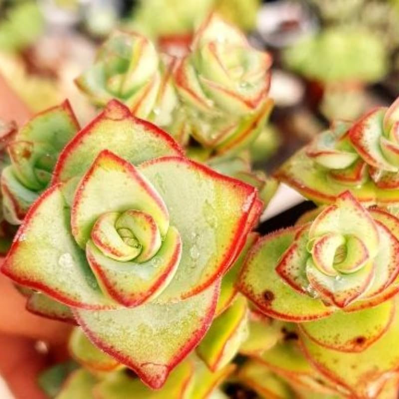 String of Buttons Succulent Live for Planting | Rooted Crassula Perforata in 2 Inch Pot | Rare House Plant for Home & Office Decor