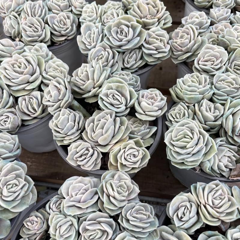 Live Succulent Graptoveria Lovely Rose Plant, 4 Inch Pot, Rose-Shaped Succulent, Small Decorative Indoor Plant for Desks