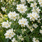 Mock Orange Shrub, 4-6" Potted Plant Starter, High-Vigor Cold-Hardy Bush for Backyard Gardens, Beautiful White Blossoms & Growth Habit
