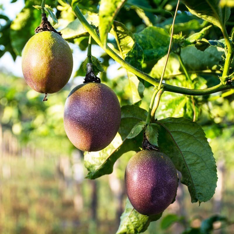 (No Ship to CA, HI, AK) Live Red Passion Fruit Tree Plant - 1 to 2 Feet Tall in 1 Gallon Pot, Cold Hardy Passionfruit Fruit Trees Live Plants for Outdoor Garden