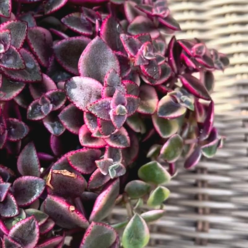 Pink Calico Kitten Hanging Plant Live in 6 Inch Pot | Variegated Trailing Crassula with Cascading Growth | Designed for Hanging Baskets, Window Spaces, and Plant Walls