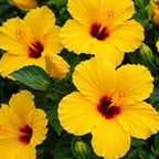 Tequila Hibiscus Plant, 6-10" Inch Tall (No Pot), Easy Care Tropical Hibiscus Plants Live, Vibrant Fiery Orange Yellow Flower for Patio & Backyard Gardens