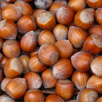 Hazelnut Tree, 6-10" Tall Plant, Cold-Hardy Shrub for Sweet Autumn Harvests - Sturdy Growth for Privacy Screens