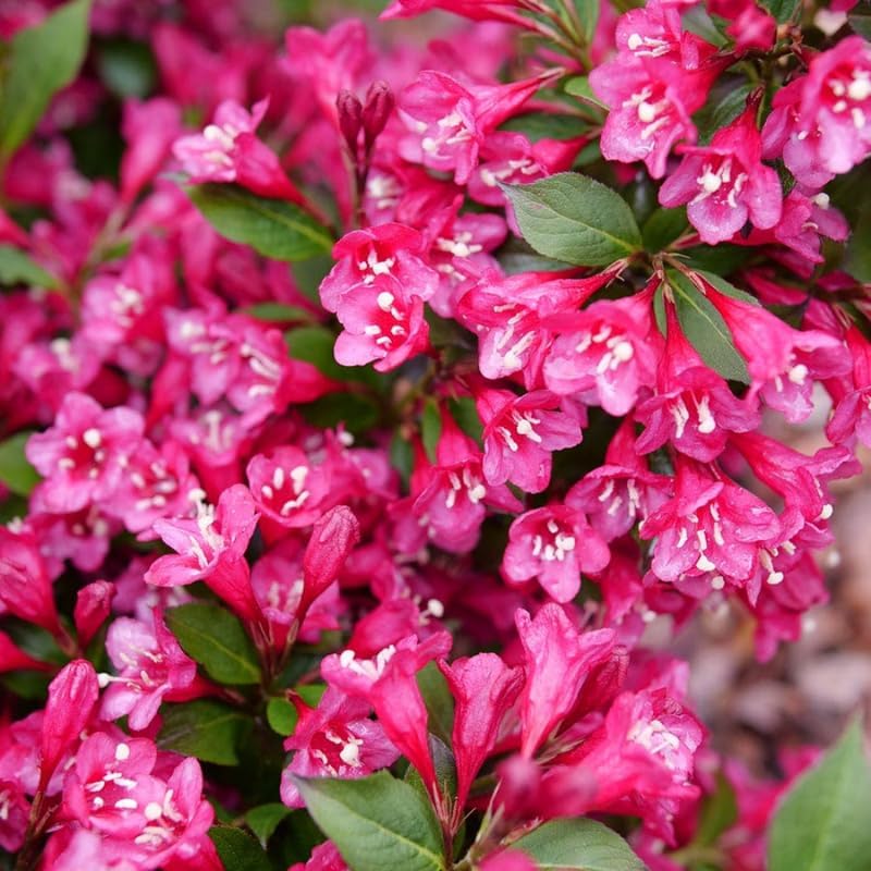 2 Pink Weigela Live Plants | 1-2 Feet Tall Bare Root Seedlings | Vibrant Pink Flowering Deciduous Shrub for Backyard and Landscape | Well-Rooted