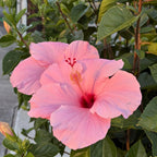 2 Pink Hibiscus Althea Live Plants for Planting | 12–18 Inch Tall | Pink Flowering Rose of Sharon Trees for Outdoor Gardens & Privacy Screens