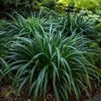 Flax Lily Plants, 4-6 Inch Tall, Grow Robust, Easy to Care Ornamental Foliage for Patio Landscapes
