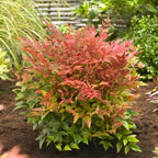 10 Dwarf Nandina Live Shrubs | 2.5-Inch Potted Nandina Plants | Compact Outdoor Shrubs | Designed for Small Spaces and Garden Edges
