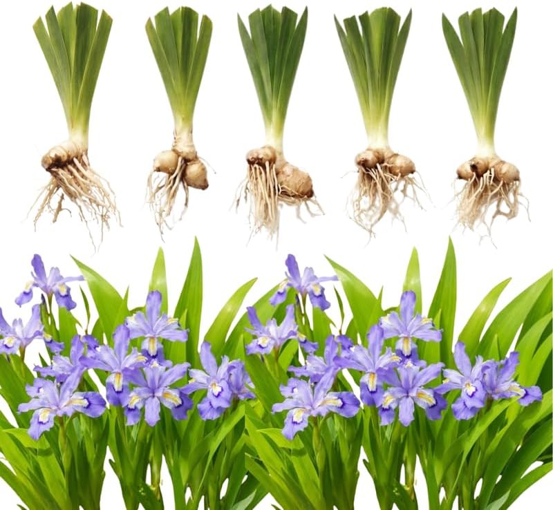 5 Wild Crested Iris Plants Live Roots, Low Maintenance Purple Iris Cristata, Blooming Perennial for Woodland Gardens & Borders, Not Bulbs