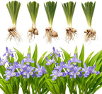 5 Wild Crested Iris Plants Live Roots, Low Maintenance Purple Iris Cristata, Blooming Perennial for Woodland Gardens & Borders, Not Bulbs