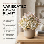 Succulent Plant Live, Variegated Graptopetalum Ghost Plant, 4" Pot, Easy to Care Pet-Friendly Décor, Low Maintenance Succulent for Indoor Spaces