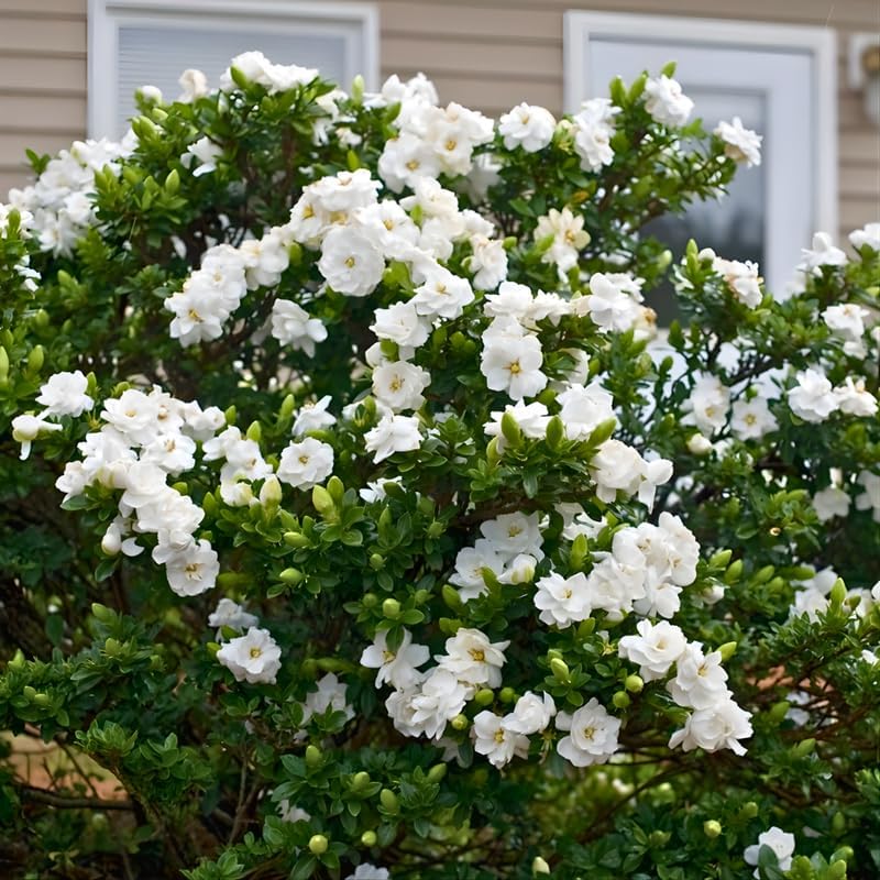 Frostproof Gardenia Jasmine Plant Live Plant | Live Jasmin Plant for Indoor in 4 Inch Pot | Low Maintenance Cold-Tolerant Jasmine for Home, Balcony & Office Display