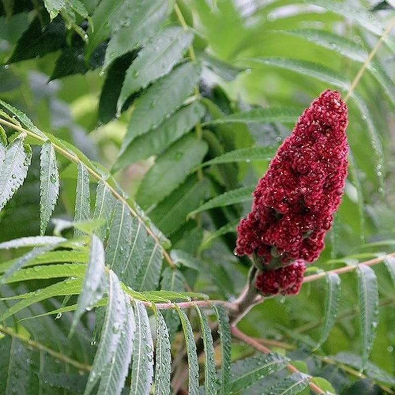 2 Staghorn Sumac Live Plants - 6–12 Inch Tall | Well Rooted | Vibrant Autumn Foliage