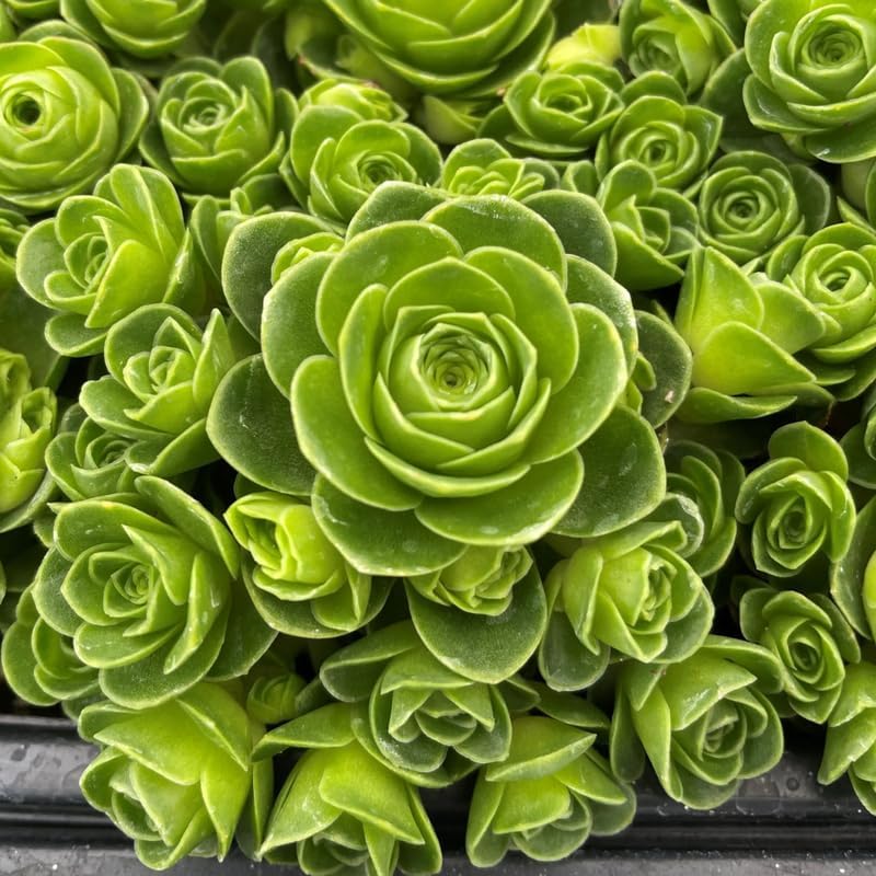 Mountain Rose Succulent (Greenovia Dodrentalis) | 2" Potted Live Plant | Low Maintenance Desk Plant for Modern Interiors