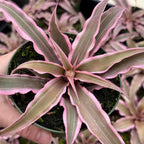 Cryptanthus Bivittatus Plant, 4 Inch Pot, Stunning Pink Earth Star Indoor Plant for Home Décor, Robust Pet-Friendly Bromeliad with Star-Shaped Leaves