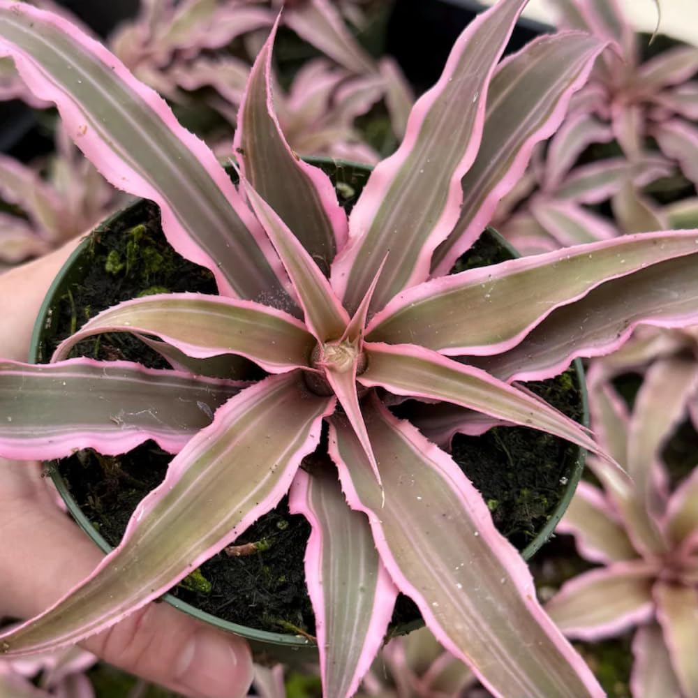 Cryptanthus Bivittatus Plant, 4 Inch Pot, Stunning Pink Earth Star Indoor Plant for Home Décor, Robust Pet-Friendly Bromeliad with Star-Shaped Leaves