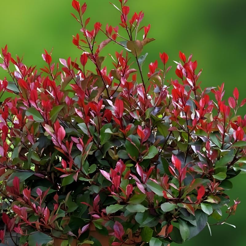 Dwarf Nandina Live for Planting | 2.5-Inch Potted Nandina Plant | Compact Outdoor Shrub | Great for Landscape Design and Garden Beds