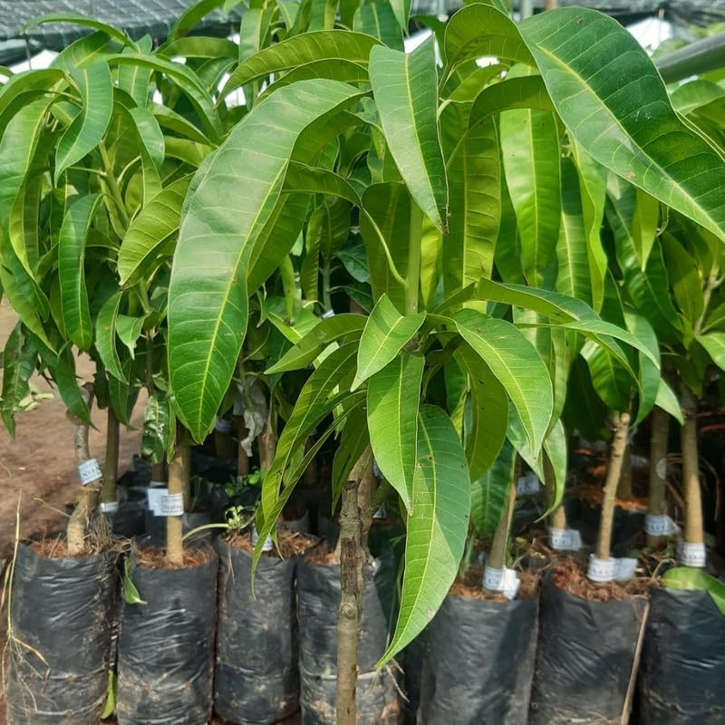 Keo Savoy Mango Trees Live Plants | 2.5–3 Ft Tropical Mango Variety | Sweet, Juicy Mango Fruit Tree for Yard & Patio | No Ship to CA, HI, AK