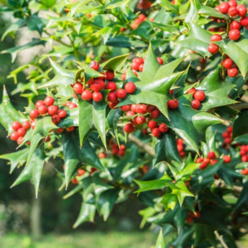 2 Foster Holly Tree Live Plant in 2.5-Inch Pot |Fast Growing Shrubs for Privacy Hedge | Robust Well-Rooted Plant for Year-Round Garden