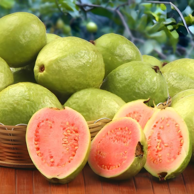 Pink Guava Tree Live Plant 3 Ft Tall | Sweet Pink Flesh Fruit Tree| Guava Plants Live for Planting in Backyards, Patios & Warm Climates