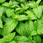 2 Chocolate Mint Plants, 3-Inch Pot, Mint Plants Live, Fast Growing Aromatic Perennial for Modern Landscape and Herb Gardening