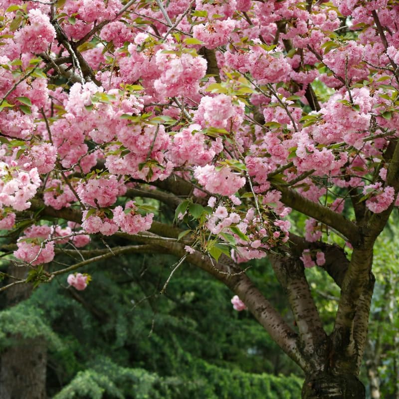 2 Kwanzan Cherry Tree, 6-12 Inch Tall, Easy Care, Hardy Ornamental Flowering Cherry Tree, Ideal for Yard, Garden & Landscape