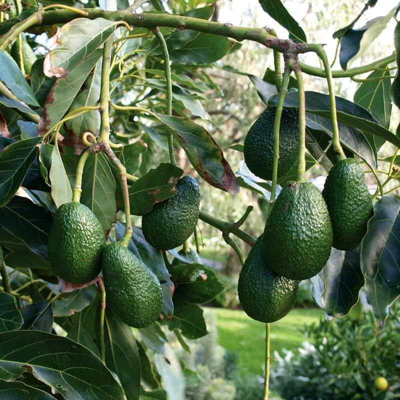HASS Avocado Tree Live Plants – 2.5–3 Ft Live Plant | Delicious Avocados for Fresh Eating & Home Gardening | No Ship to CA,HI,AK