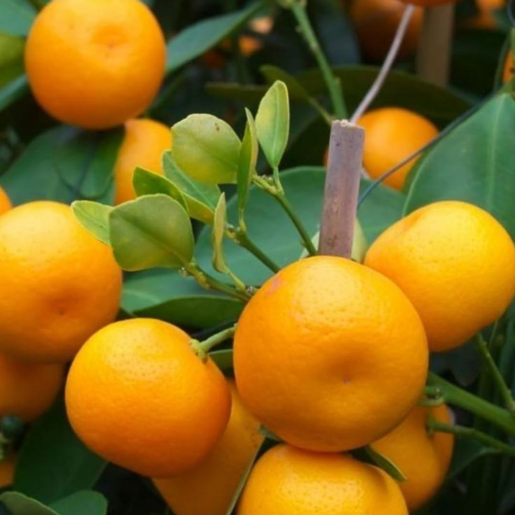 (No Ship to CA,HI,AK) Kishu Mandarin Oranges Tree Live Plant | 1 Gallon Live Potted Citrus Tree | Sweet Juicy Fruit for Cooking Juicing & Home Gardening