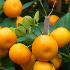 (No Ship to CA,HI,AK) Kishu Mandarin Oranges Tree Live Plant | 1 Gallon Live Potted Citrus Tree | Sweet Juicy Fruit for Cooking Juicing & Home Gardening