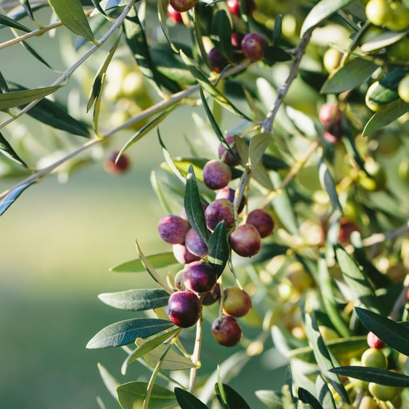 Arbequina Olive Tree for Planting (2.5–3 Feet) | Live Potted Olive Tree | High-Yield, Hardy Variety | No Ship to CA,HI,AK