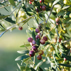 Arbequina Olive Tree for Planting (2.5–3 Feet) | Live Potted Olive Tree | High-Yield, Hardy Variety | No Ship to CA,HI,AK