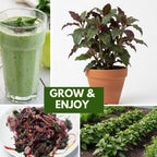 4 Live Okinawa Spinach Plant, 12-24" Tall Bare Root, Easy to Grow Edible Greenery, Two-Tone Purple and Green Leaf Plant for Backyard and Patio