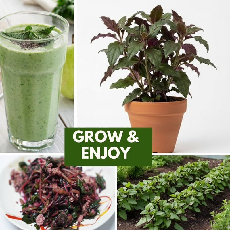 4 Live Okinawa Spinach Plant, 12-24" Tall Bare Root, Easy to Grow Edible Greenery, Two-Tone Purple and Green Leaf Plant for Backyard and Patio