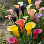 Calla Lily Plants Live, Mix 3 Count Bulbs, Low Maintenance Picasso and Solid Color Blooms for Indoor and Outdoor Pots