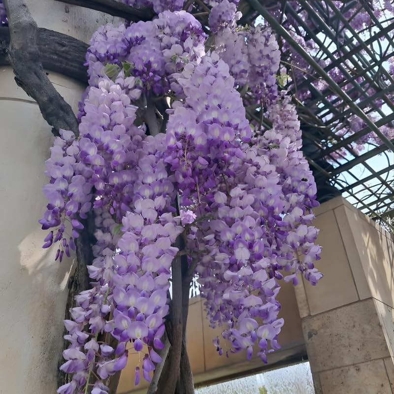 American Purple Wisteria Live Plant 12-24 Inch Tall, Fragrant Amethyst Wisteria Flowers, Easy-Care Climbing Vine for Landscapes, Fences & Outdoor Garden Décor