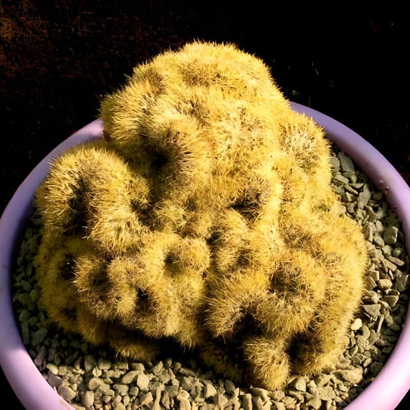 Golden Brain Cactus Trees in 2.5-6" Inch Pots for Planting | Rare & Unique Live Cactus Plants | Suitable for Indoor & Office Displays
