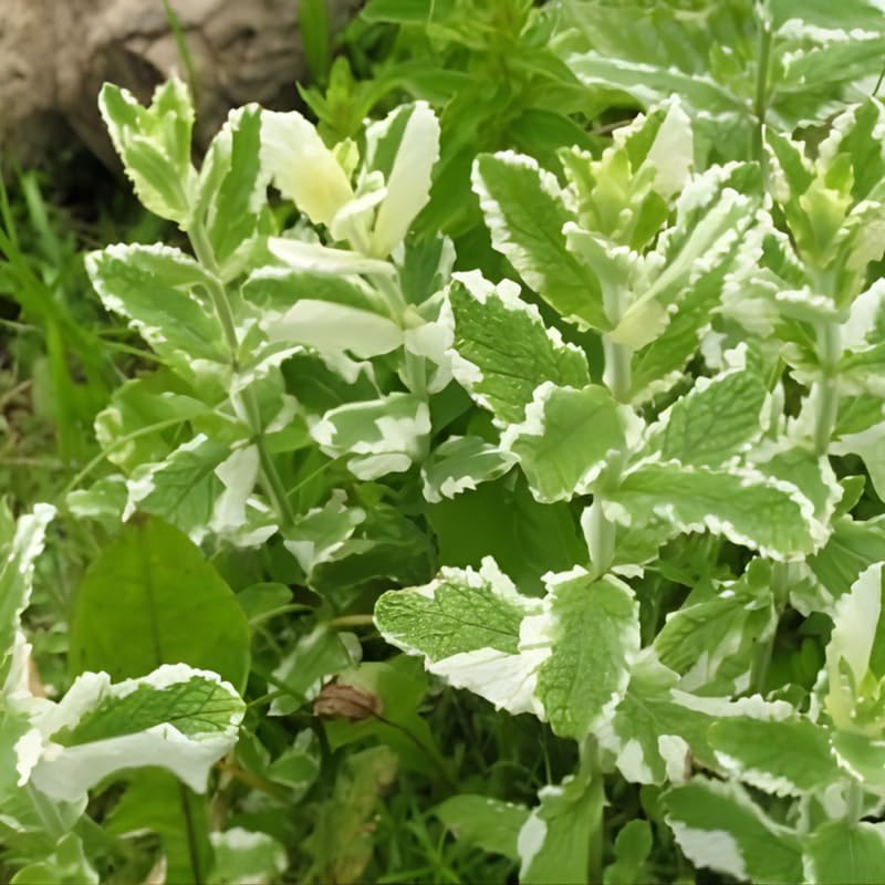 Chocolate Mint Plants Live Outdoor and Garden, Mint Plants Live in 3-Inch Pot, Cold-Hardy Mint Herb for Patios, Containers, and Ground Cover
