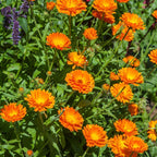 Calendula Plant Live, Well-Rooted 3-4" Starter, Cold-Hardy Calendula Officinalis for Companion Planting