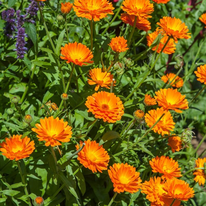 Calendula Plant Live, Well-Rooted 3-4" Starter, Cold-Hardy Calendula Officinalis for Companion Planting
