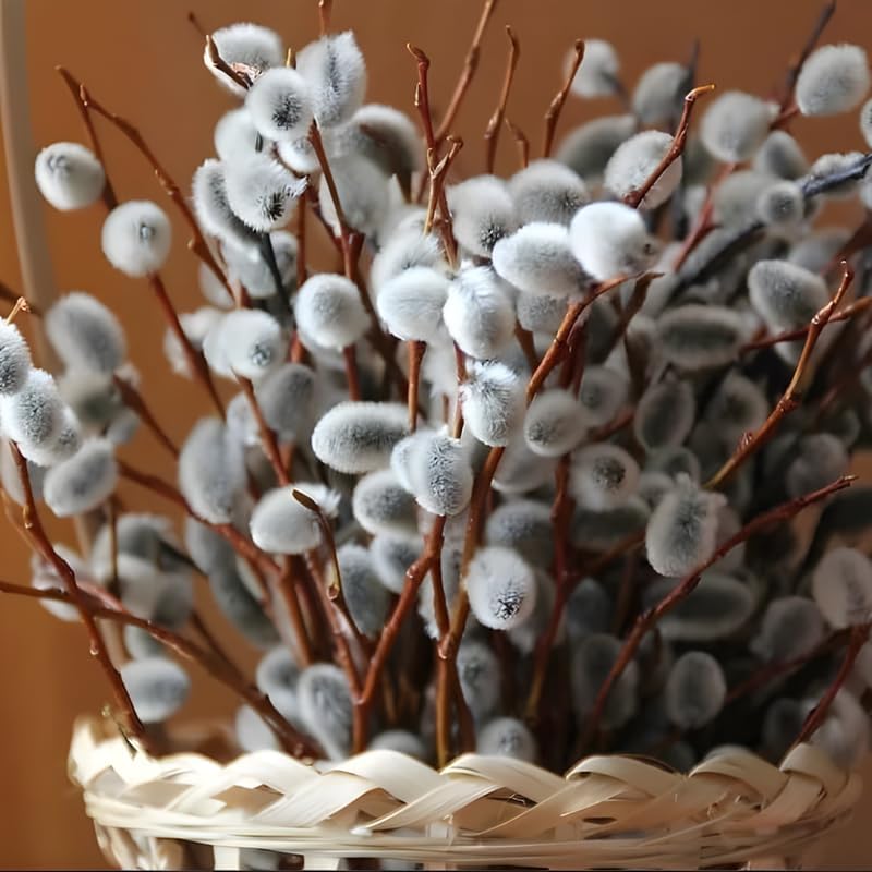 2 Pussy Willows Live Plants | Pussy Willow Tree Live Plants for Outdoor Use | 1–2 Feet Tall Well-Grown Trees | Great for Landscape Design and Branch Display