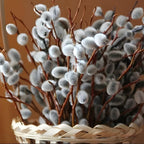 2 Pussy Willows Live Plants | Pussy Willow Tree Live Plants for Outdoor Use | 1–2 Feet Tall Well-Grown Trees | Great for Landscape Design and Branch Display