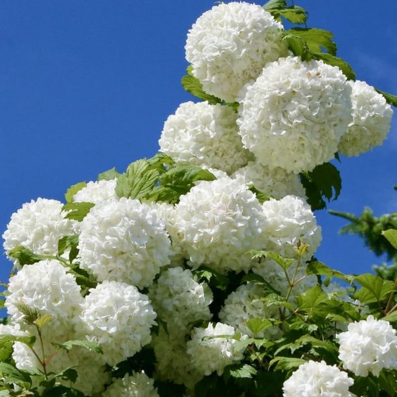 2 Snowball Bush Live Plants | Japanese Snowball Viburnum Live Plant for Outdoor Growing | 1–2 Feet Tall Bare Root Shrubs | Ideal for Garden Planting and Landscape Use