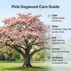 2 Pink Dogwood Tree, Cornus Florida Rubra, 6-12" Inch Tall in 2.5 Pot, Cold-Hardy Flowering Perennial, Low Maintenance Tree with Pink Blossoms