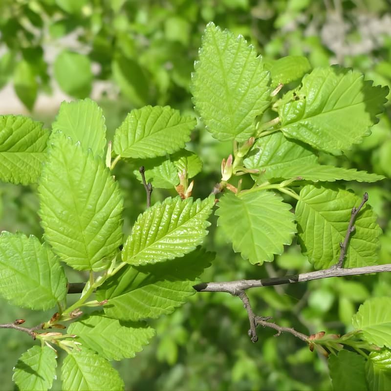 Siberian Elm Trees Live Plant | Fast-Growing Cold Hardy Elm Tree for Landscaping | 6-12 Inc Live Tree for Yard, Garden