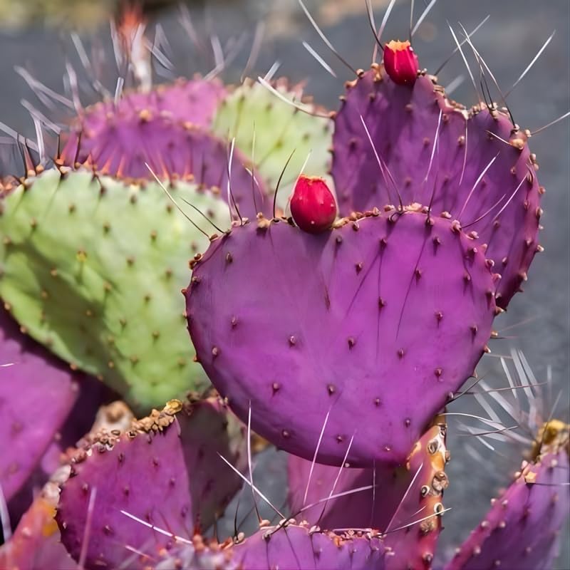 Purple Prickly Pear Cactus Plant in 3 Inch Potted| Live Purple Cactus | Low-Maintenance & Drought Resistant, Ideal for Home Décor, Patios, Landscaping, Succulent Gardens & Pots
