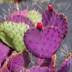 Purple Prickly Pear Cactus Plant in 3 Inch Potted| Live Purple Cactus | Low-Maintenance & Drought Resistant, Ideal for Home Décor, Patios, Landscaping, Succulent Gardens & Pots