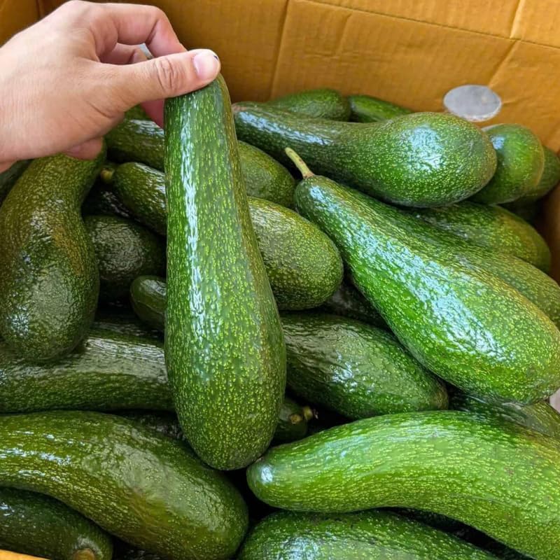 (No Ship to CA,HI,AK) Avocado Tree Live Plants | Russell Avocado Trees Live Plants 30–36 Inch Tall | Potted Fruit Tree for Outdoor Growing & Backyard Gardens