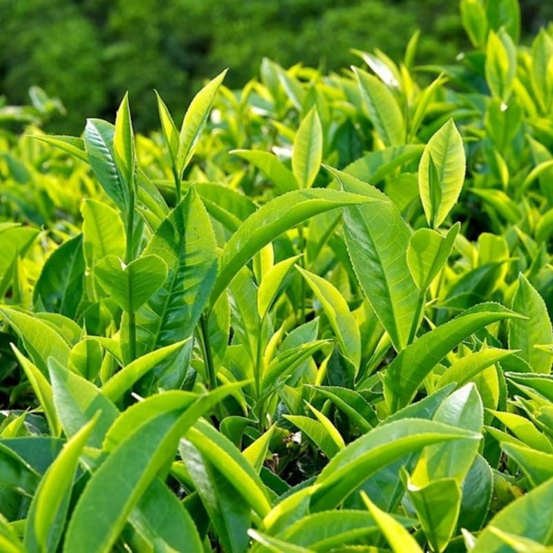 Camellia Sinensis Plant Live | Camelia Tree Live | 4 Inch Tall | Evergreen Shrub with Glossy Foliage for Patio Displays, Garden Design & Ornamental Planting