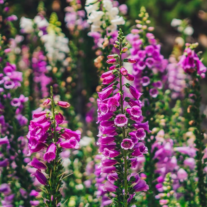 Live Foxglove Plant, 3" Potted Vertical Flowering Shrub, Established Root System Bloom, Low Maintenance Outdoor Garden Plant for Sun or Shade